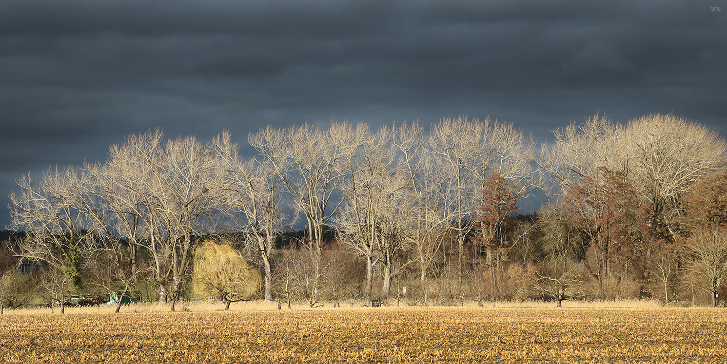 Shining trees 