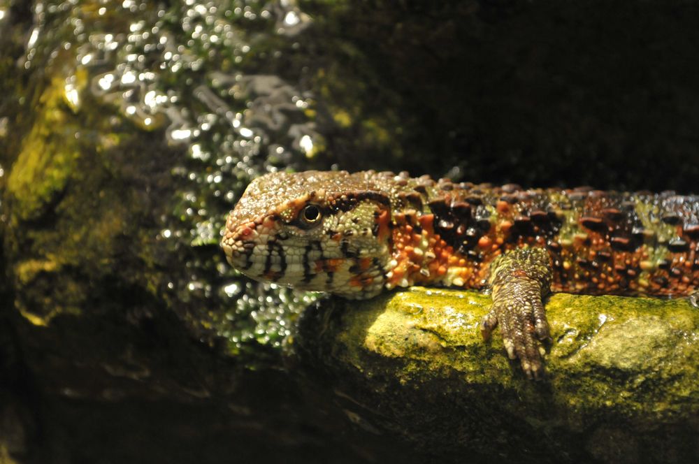 Shinisaurus crocodilurus - Chinesische Krokodilechse