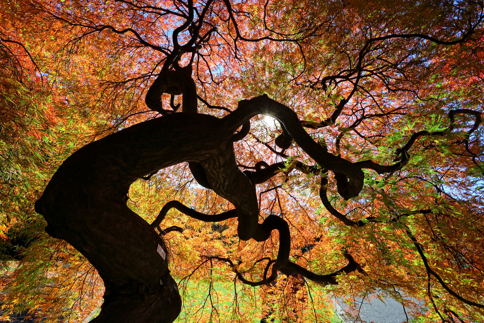 Shinjuku Gyoen Garden