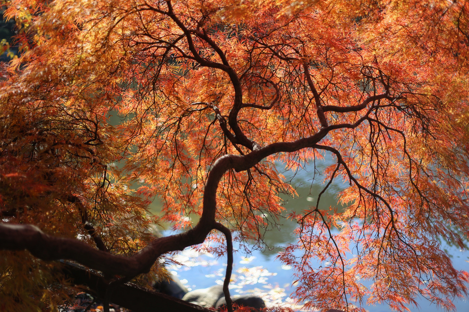 Shinjuku Gyoen Garden