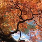 Shinjuku Gyoen Garden