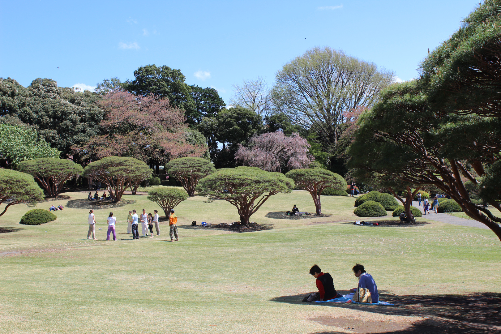 Shinjuku Gyoen zur Kirschblüten-Zeit