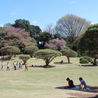 Shinjuku Gyoen zur Kirschblüten-Zeit