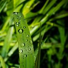 Shinning Waterdrops