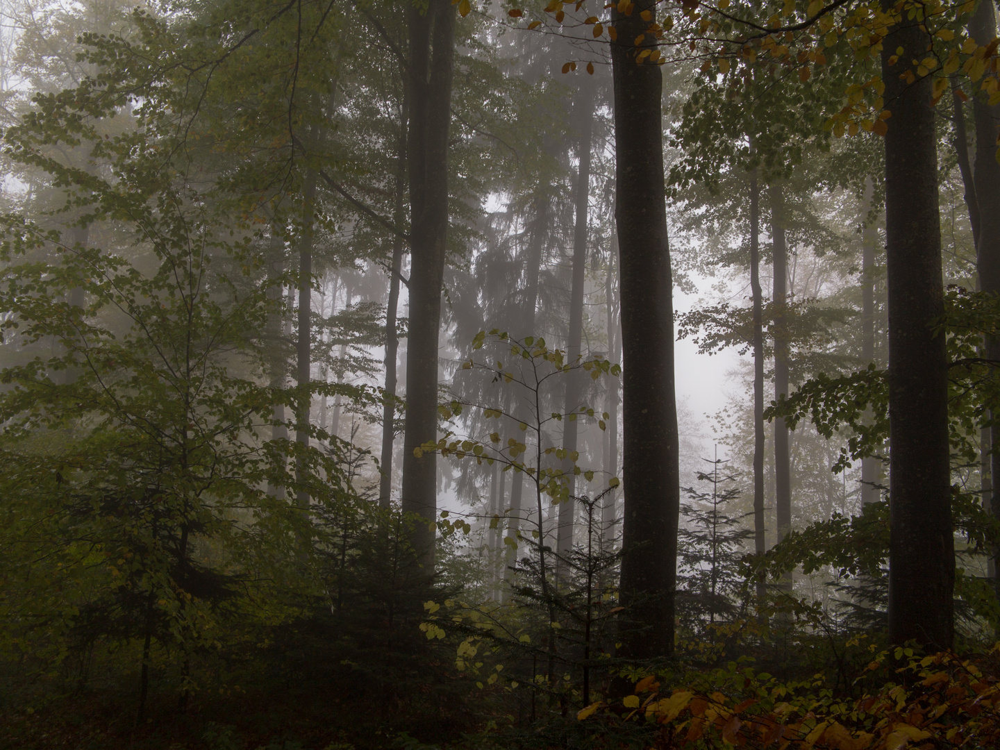 ShInrin Yoku Foto & Bild wald, landschaften, natur Bilder auf