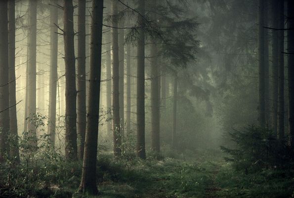 Shinrin Yoku # Shimmering Edition