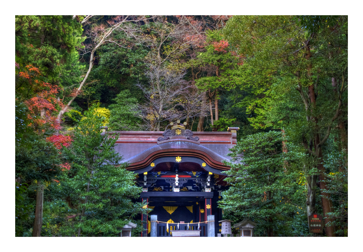 Shinto shrine surrounded by forest