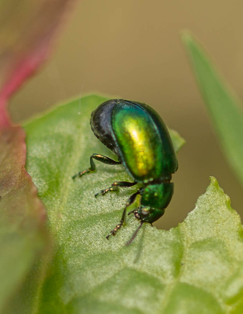 shiny beetle