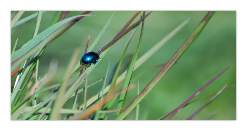 Shiny Bug