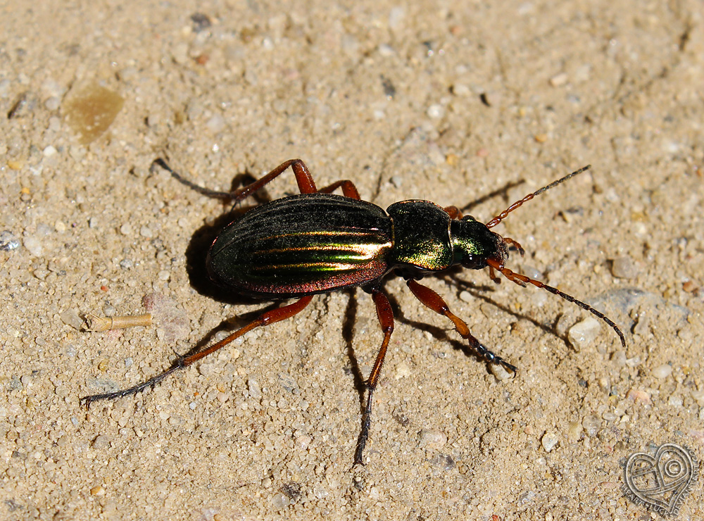 Shiny Chitin