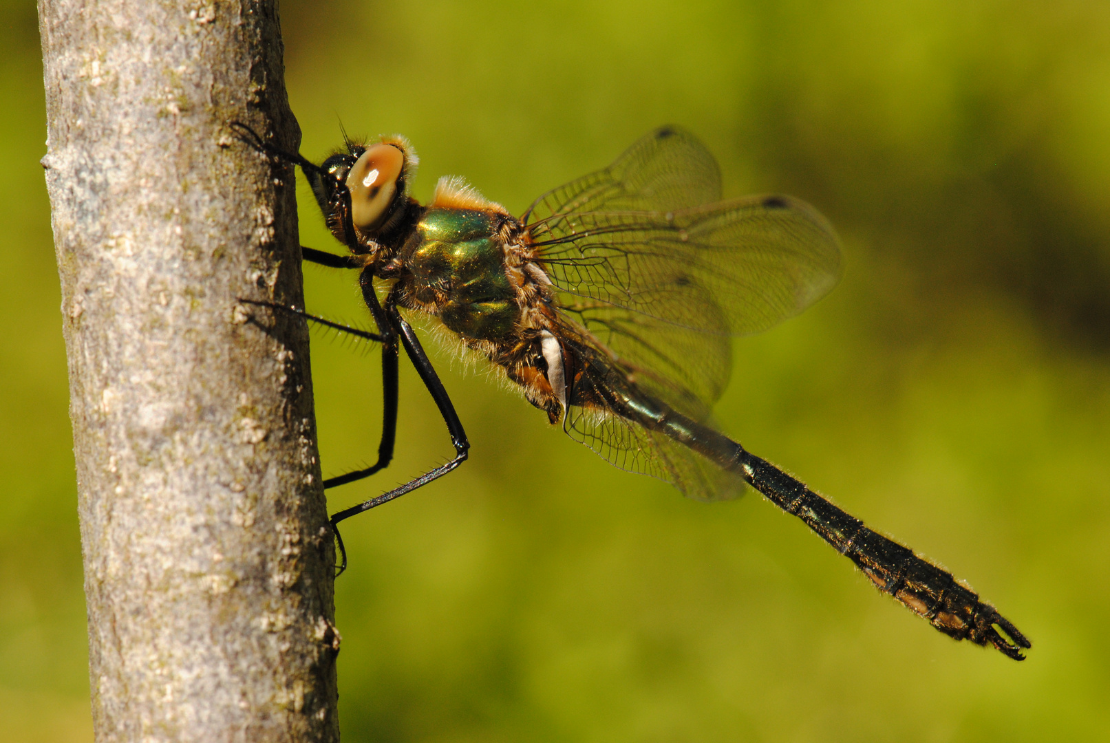 ~ Shiny Emerald ~ (Cordulia aenea, m)