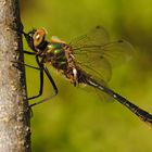 ~ Shiny Emerald ~ (Cordulia aenea, m)