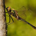 ~ Shiny Emerald ~ (Cordulia aenea, m)