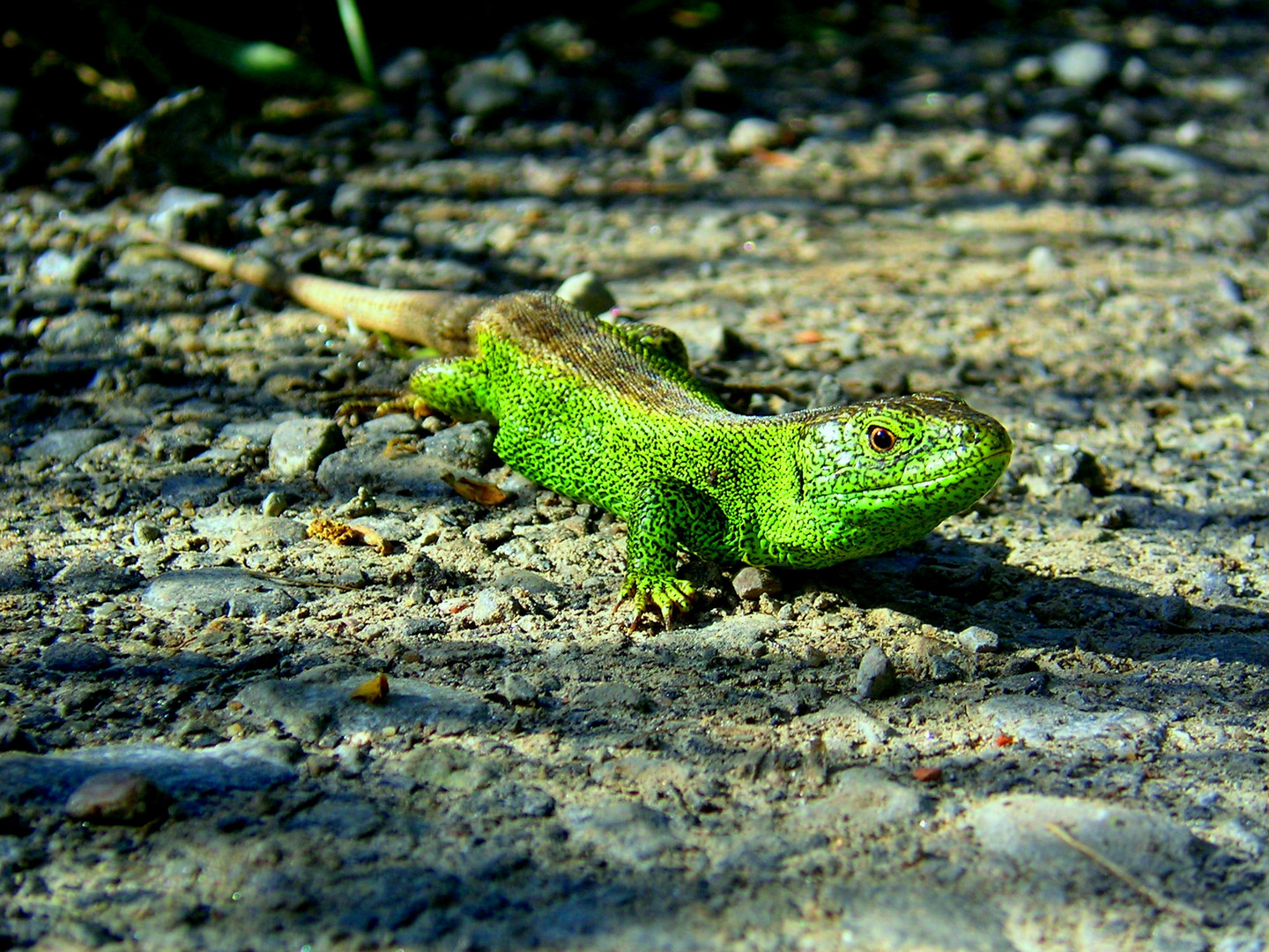 shiny green