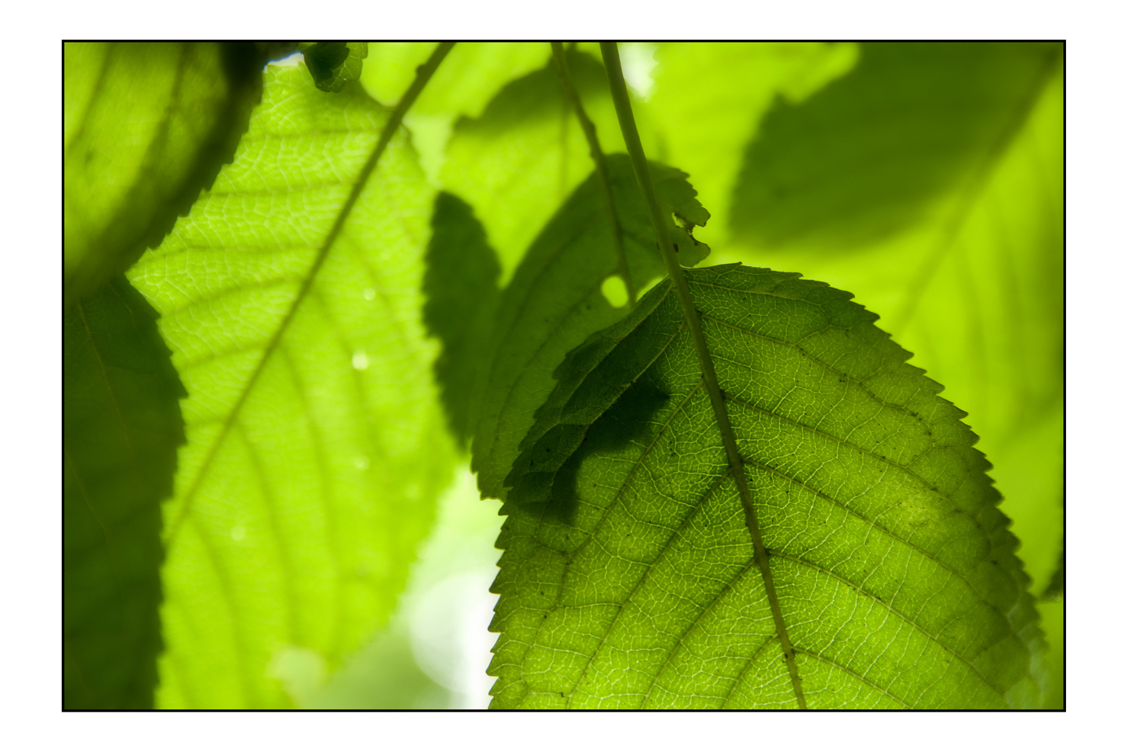 Shiny Green