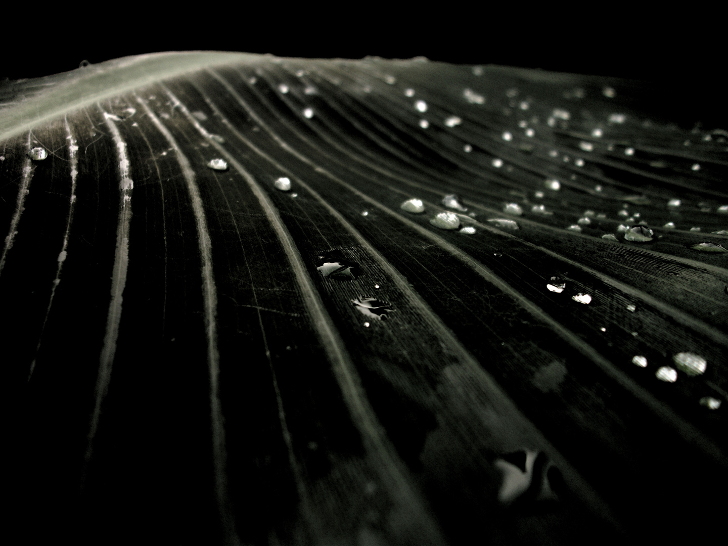 Shiny pearls on dark leaf