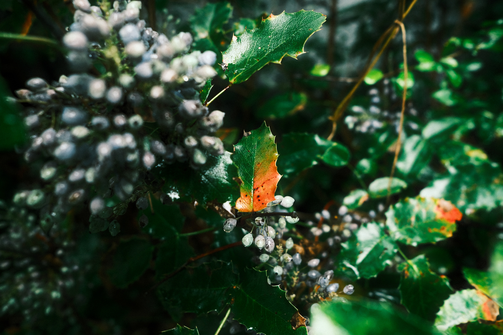 Shiny Red and Green