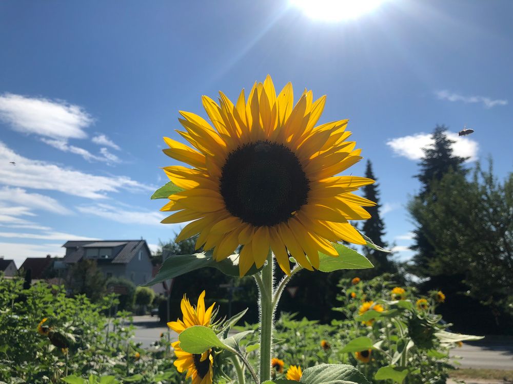 Shiny Sunflower 