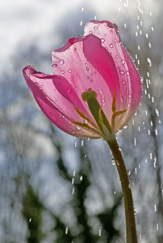 Shiny Tulip