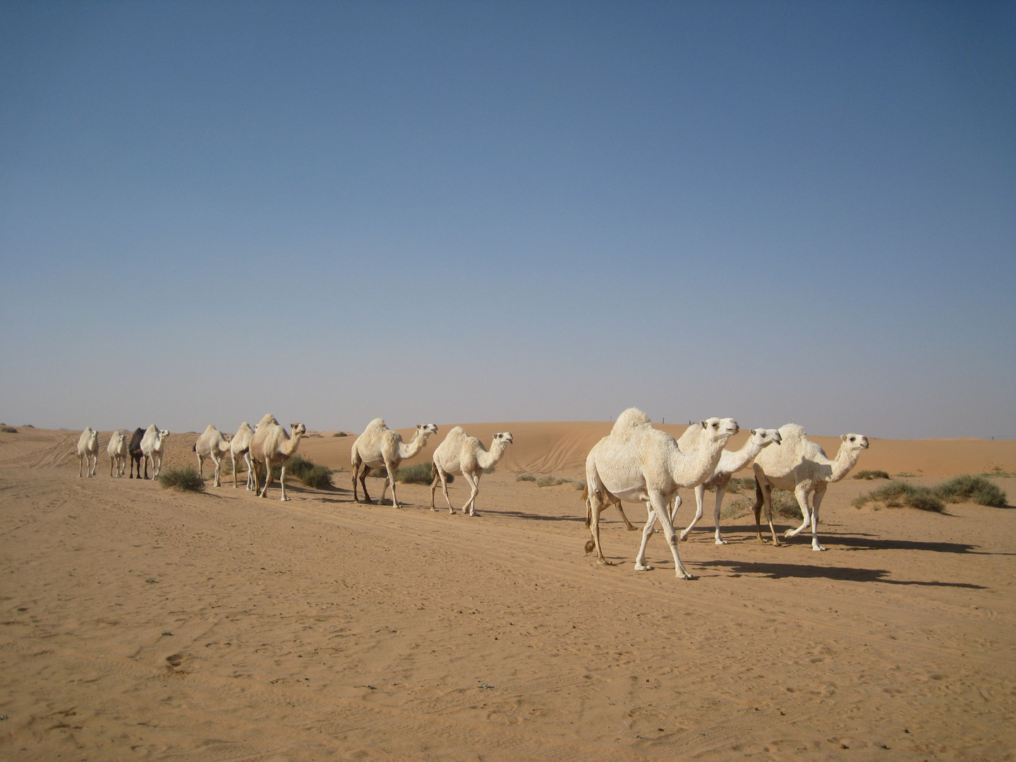 Ship of the desert