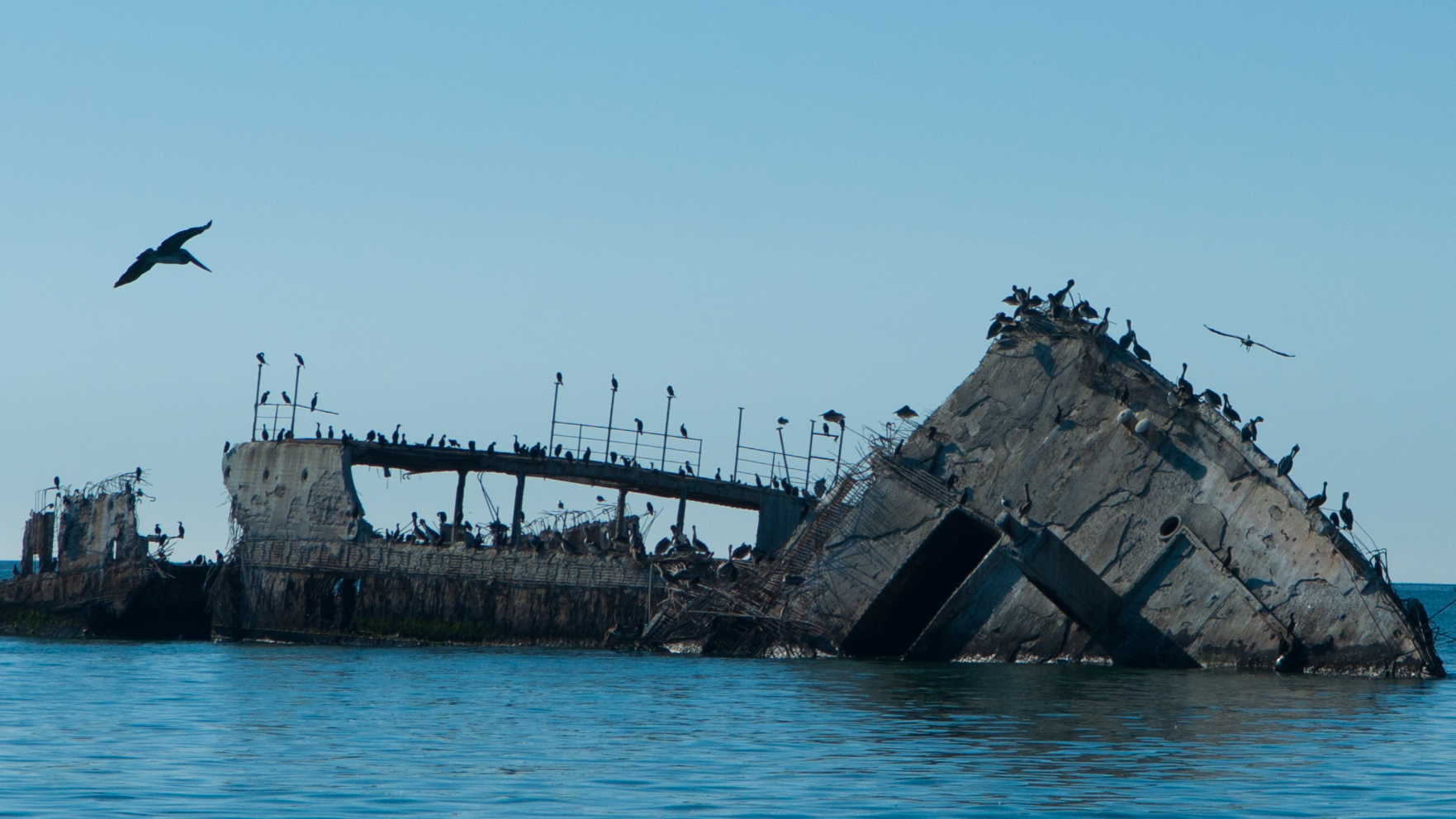 Shipwreck with Birds