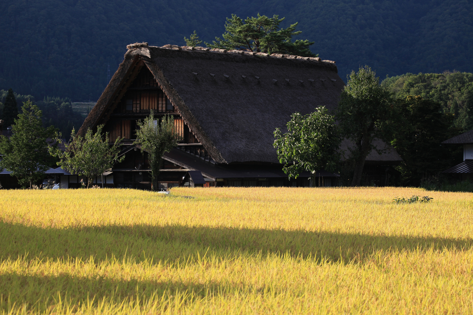 Shirakawago - vor der Reisernte