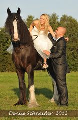 Shire als Hochzeitspferd