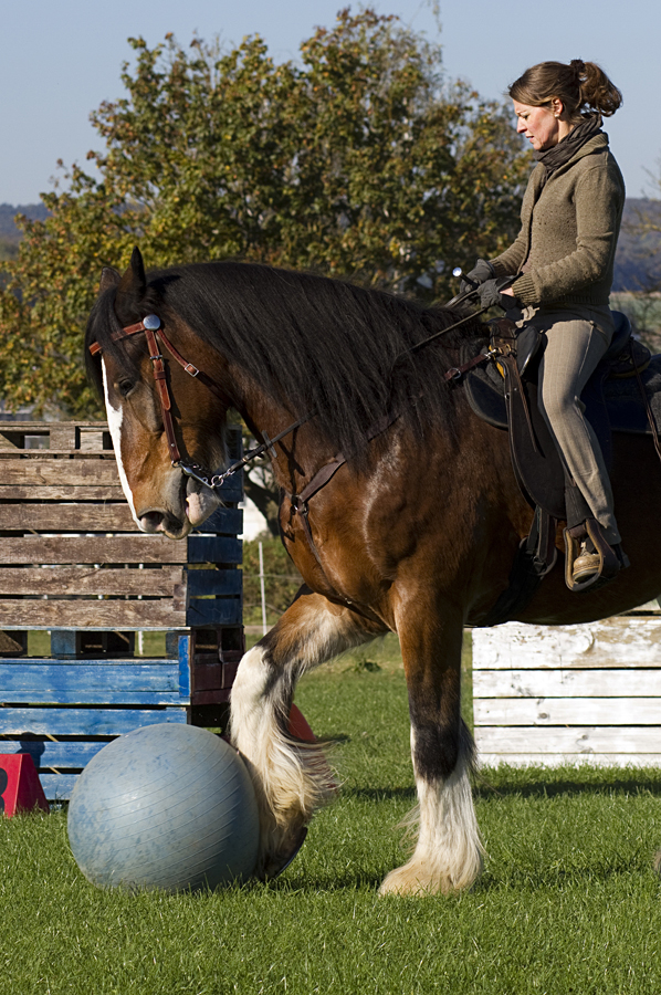 Shire Arthus spielt gern Ball