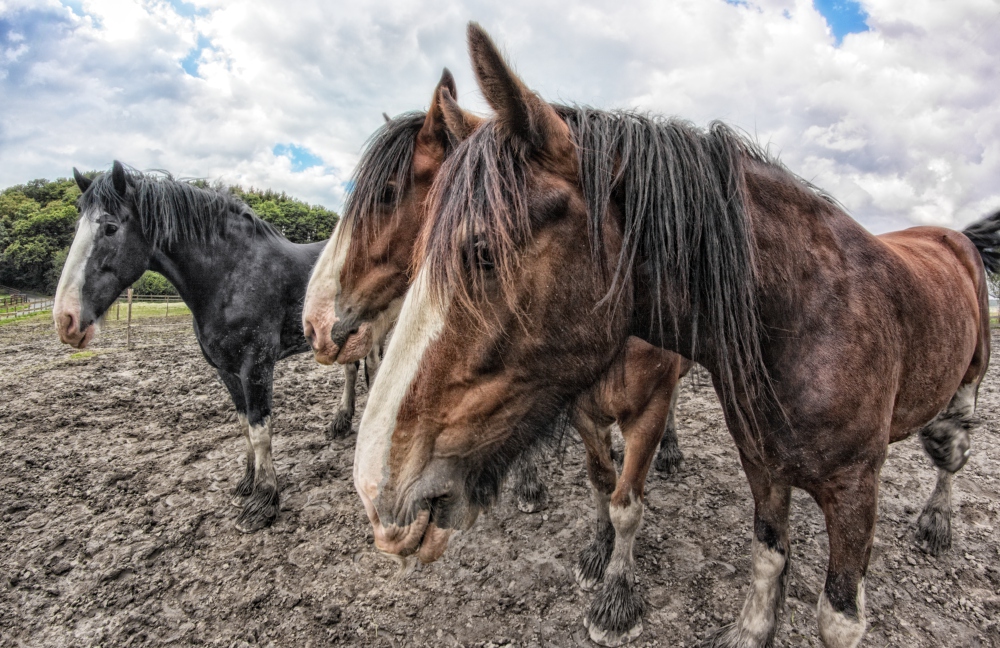 Shire Horse