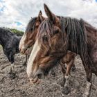 Shire Horse