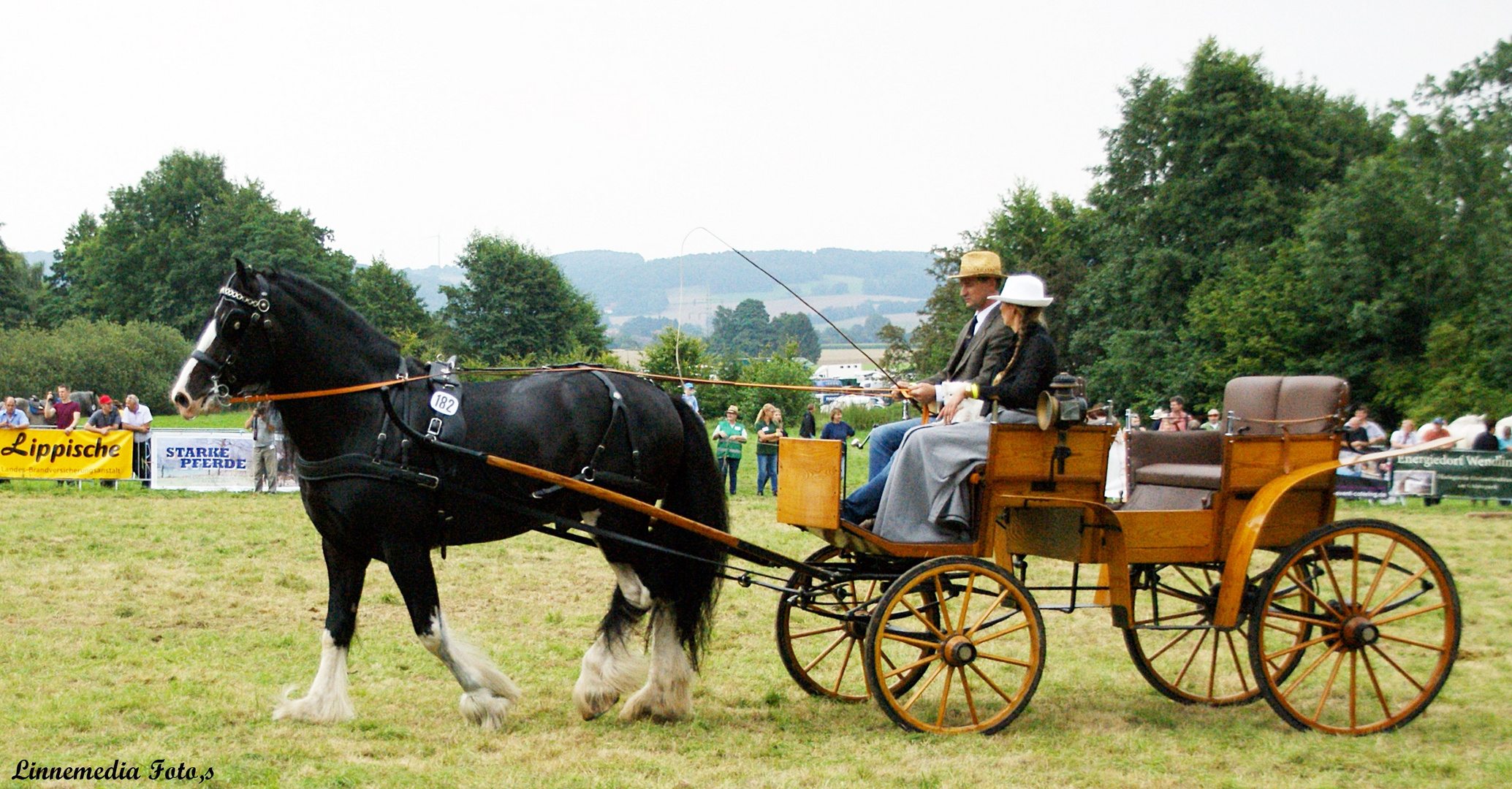 Shire Horse   !