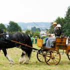 Shire Horse   !