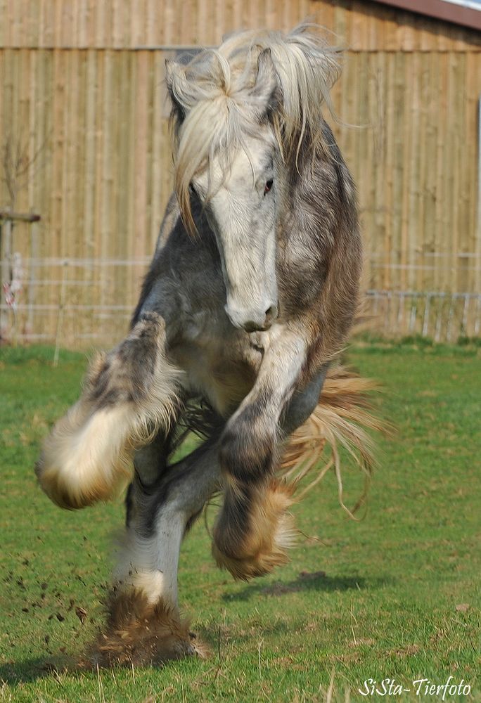 Shire Horse