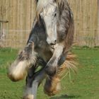 Shire Horse