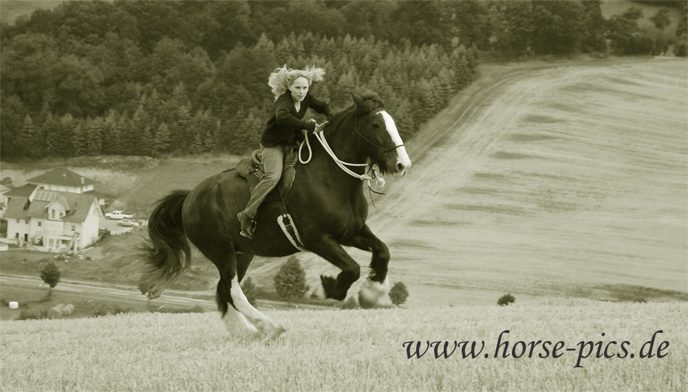 Shire Horse .........