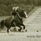 Shire Horse .........