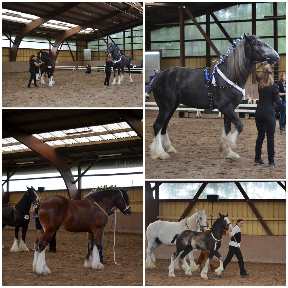 Shire Horse Foto Bild Natur Pferde Tiere Bilder Auf Fotocommunity