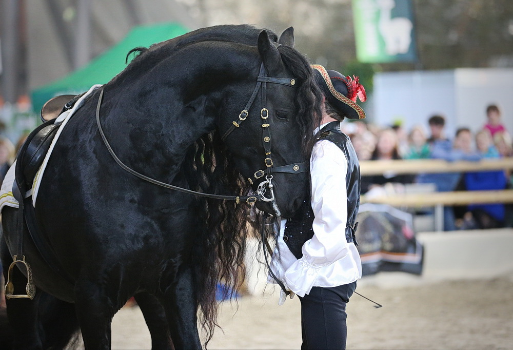 Shire Horse