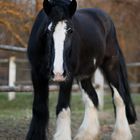 Shire Horse Aragon