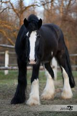 Shire Horse Aragon