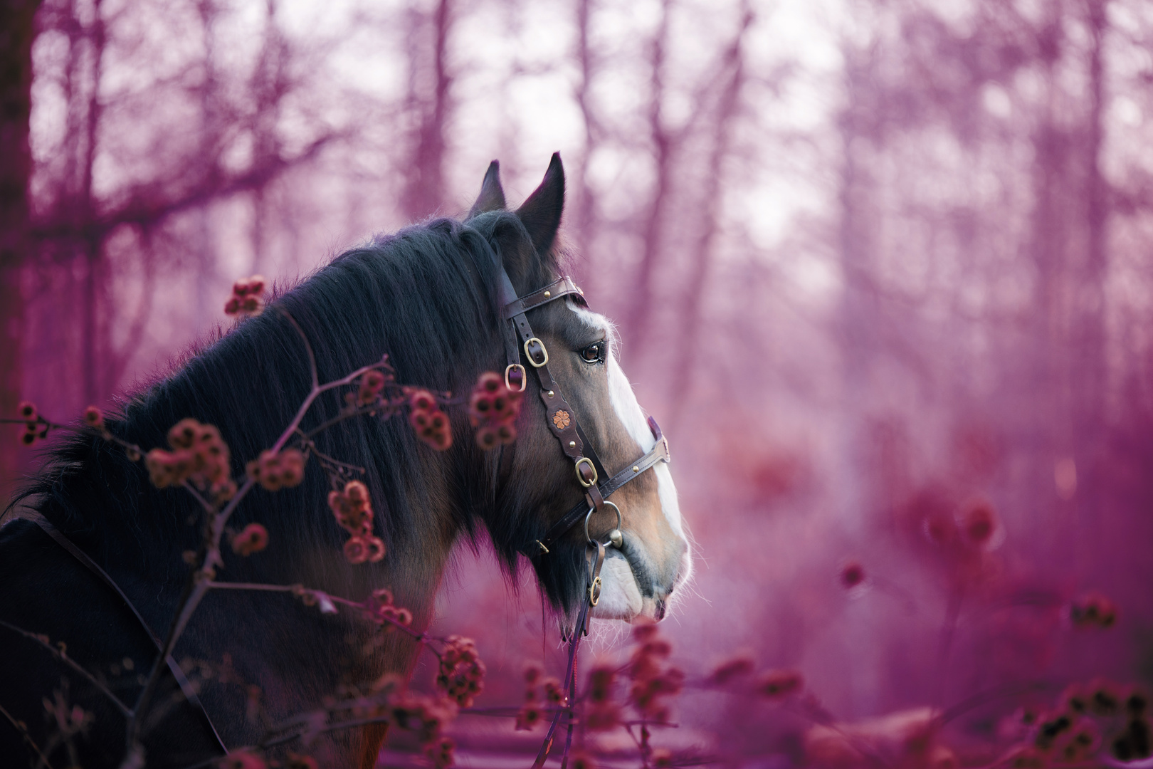 Shire Horse Foto Bild Tiere Haustiere Pferde Esel Maultiere Bilder Auf Fotocommunity