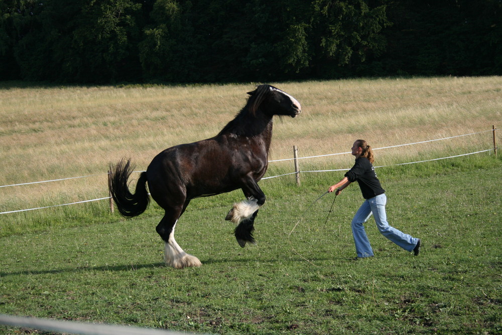 Shire Horse bei Zirkuslektionen