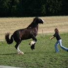 Shire Horse bei Zirkuslektionen