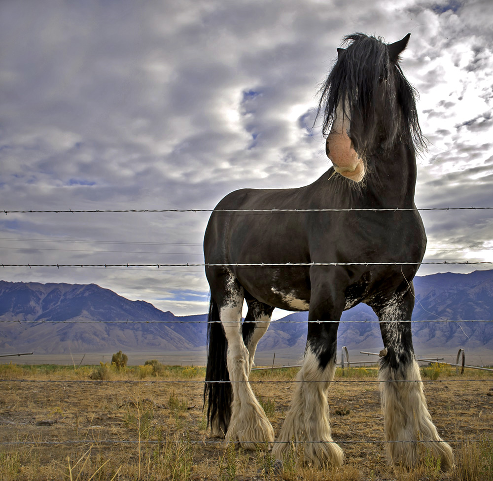 Shire Horse