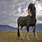 Shire Horse