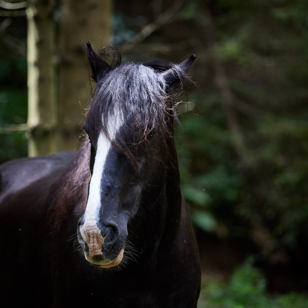 Shire Horse