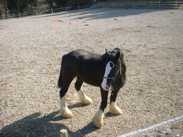 Shire Horse