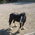 Shire Horse