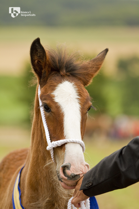 Shire Horse Fohlen