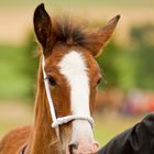 Shire Horse Fohlen